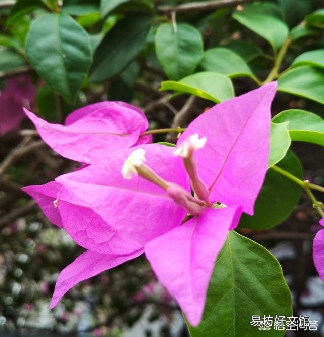 三角梅换盆30天还没出现新芽是怎么回事？
