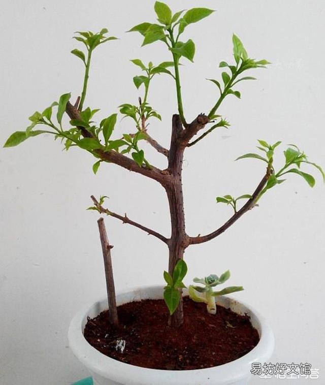 三角梅换盆30天还没出现新芽是怎么回事？