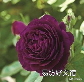 有哪些多年生、花期长又好养的花卉?