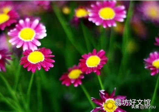 有哪些多年生、花期长又好养的花卉?