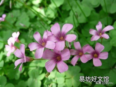 有哪些多年生、花期长又好养的花卉?