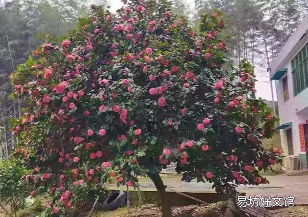 有哪些多年生、花期长又好养的花卉?
