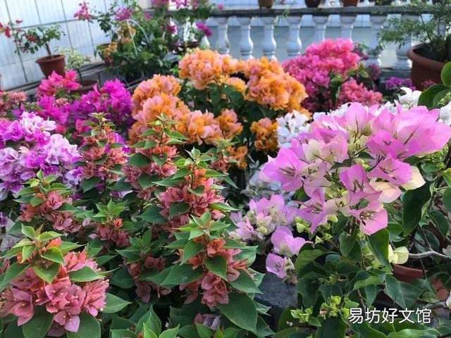有哪些多年生、花期长又好养的花卉?