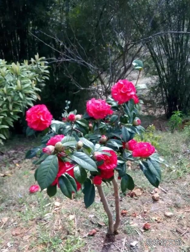 有哪些多年生、花期长又好养的花卉?