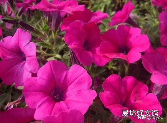 有哪些多年生、花期长又好养的花卉?