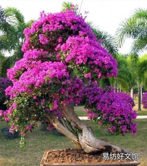 有哪些多年生、花期长又好养的花卉?