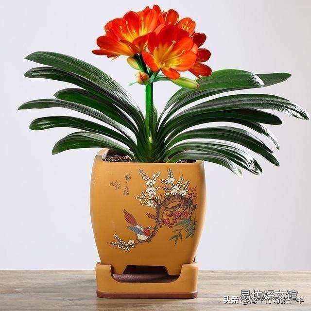 骨粉给盆栽施肥是否要发酵?