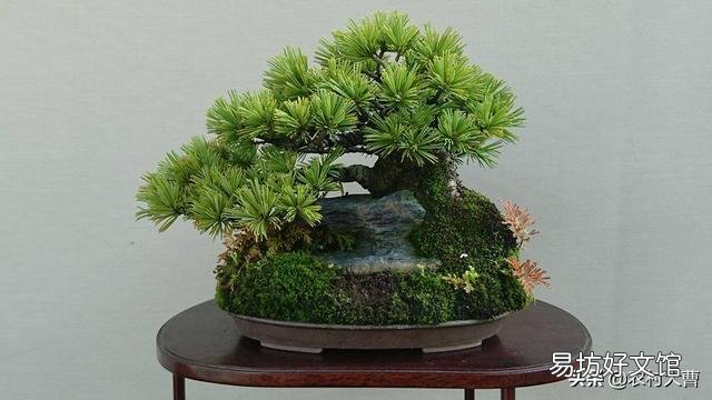 骨粉给盆栽施肥是否要发酵?