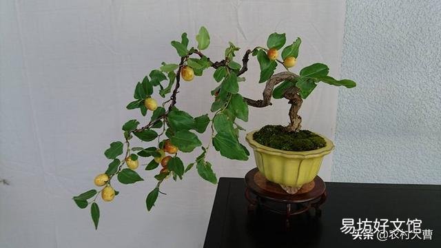骨粉给盆栽施肥是否要发酵?