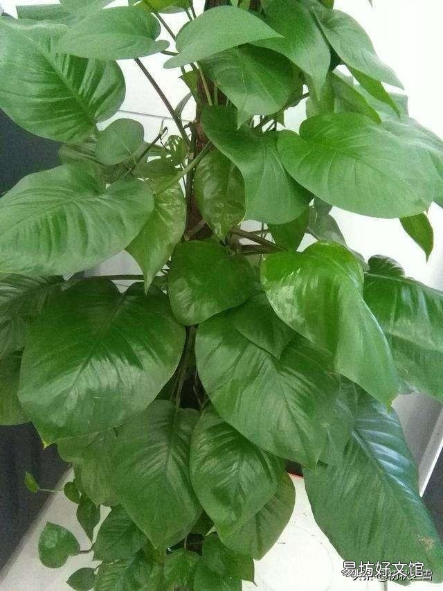 骨粉给盆栽施肥是否要发酵?