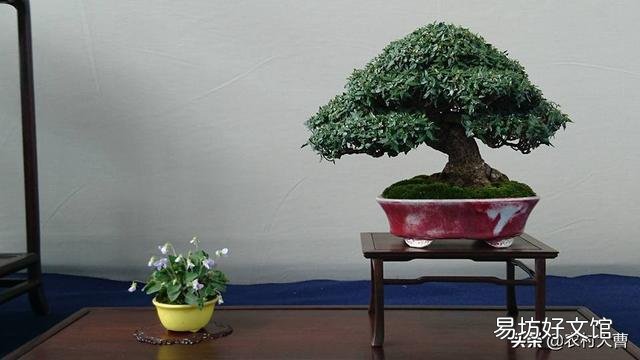 骨粉给盆栽施肥是否要发酵?