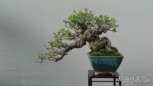 骨粉给盆栽施肥是否要发酵?