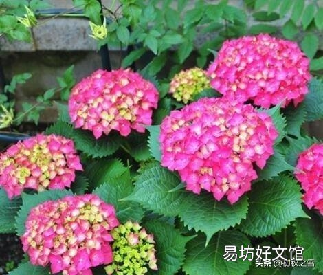 骨粉给盆栽施肥是否要发酵?