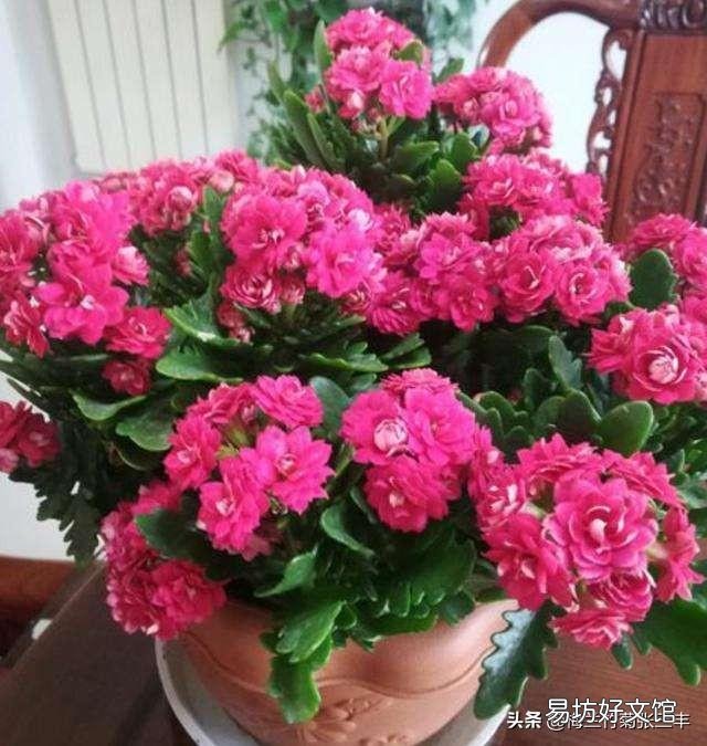 骨粉给盆栽施肥是否要发酵?