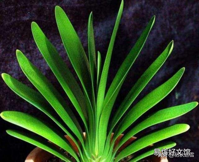 骨粉给盆栽施肥是否要发酵?