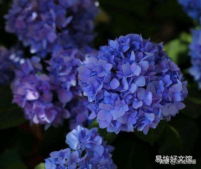 绣球花放碱开什么颜色的花？