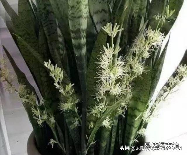虎皮兰可以从根部剪吗?