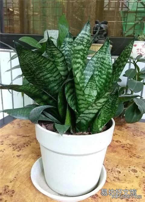 虎皮兰可以从根部剪吗?