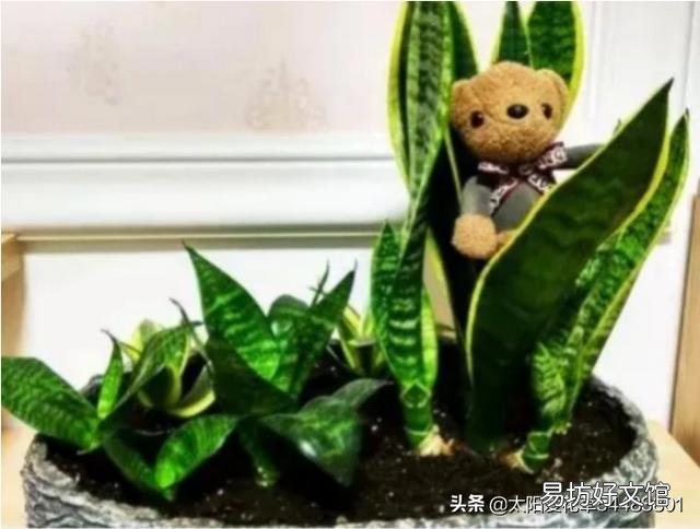 虎皮兰可以从根部剪吗?