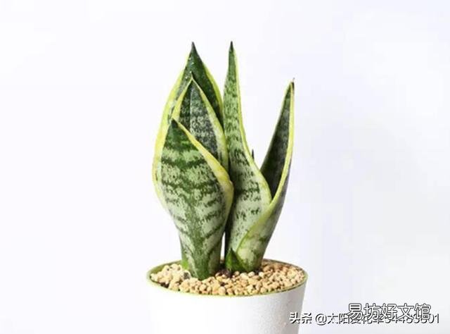虎皮兰可以从根部剪吗?
