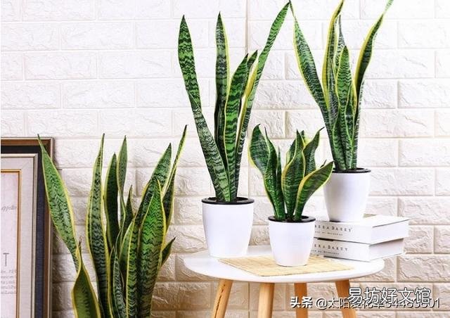 虎皮兰可以从根部剪吗?