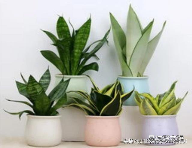 虎皮兰可以从根部剪吗?