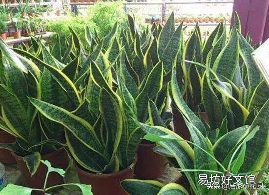 虎皮兰可以从根部剪吗?