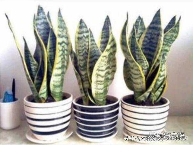 虎皮兰可以从根部剪吗?