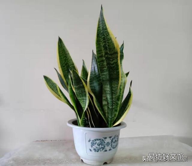 虎皮兰可以从根部剪吗?
