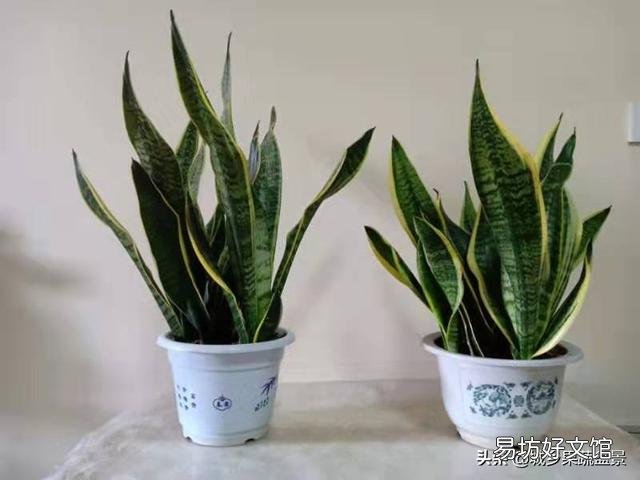虎皮兰可以从根部剪吗?