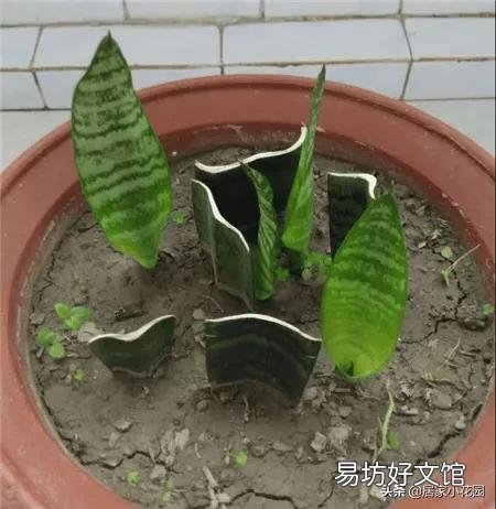 虎皮兰可以从根部剪吗?