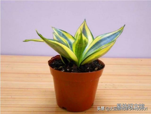 虎皮兰可以从根部剪吗?