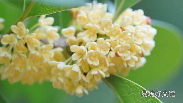 怎么样才能让桂花树更香？