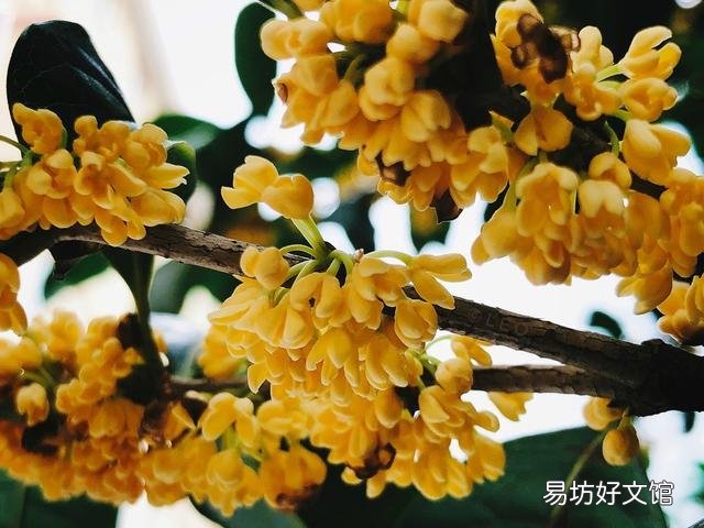 怎么样才能让桂花树更香？