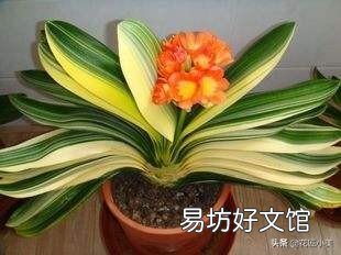 我家的君子兰长了九片叶子,可还没开花该咋办?