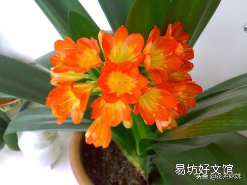 我家的君子兰长了九片叶子,可还没开花该咋办?
