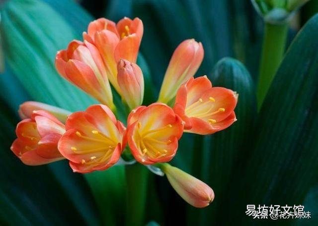 我家的君子兰长了九片叶子,可还没开花该咋办?