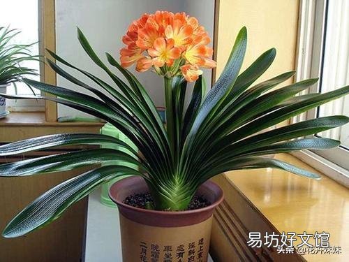 我家的君子兰长了九片叶子,可还没开花该咋办?