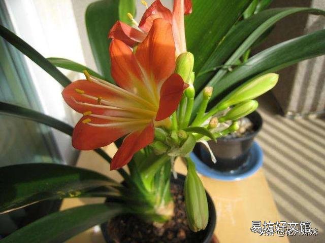 我家的君子兰长了九片叶子,可还没开花该咋办?