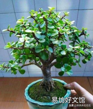 请教,金枝玉叶黄叶掉叶怎么办?
