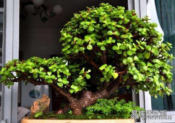 请教,金枝玉叶黄叶掉叶怎么办?