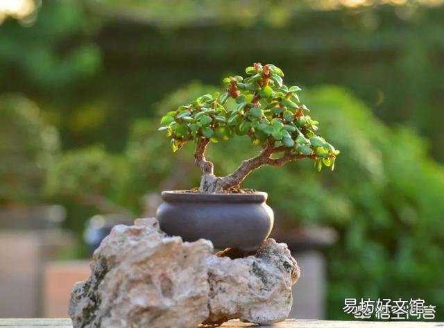 请教,金枝玉叶黄叶掉叶怎么办?