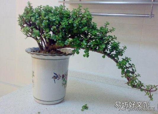 请教,金枝玉叶黄叶掉叶怎么办?
