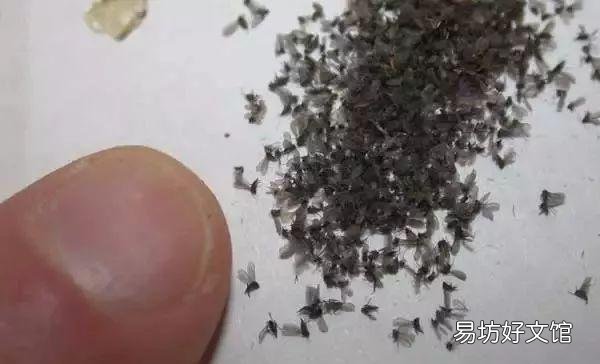 琴叶榕的土壤里很多黑色的小飞蚊怎么除掉?