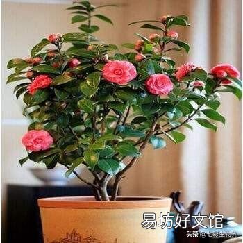 茶花换盆不用山土能活吗?