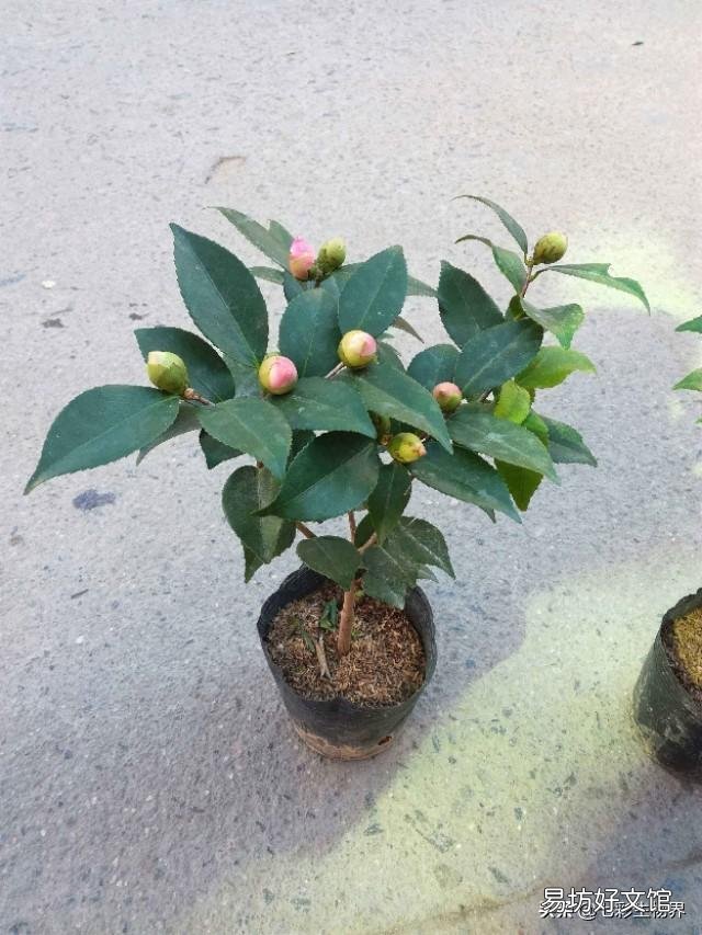 茶花换盆不用山土能活吗?