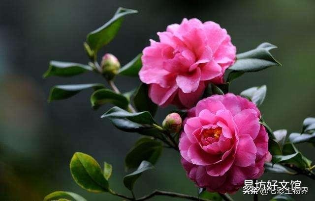 茶花换盆不用山土能活吗?