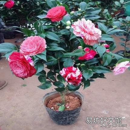 茶花换盆不用山土能活吗?