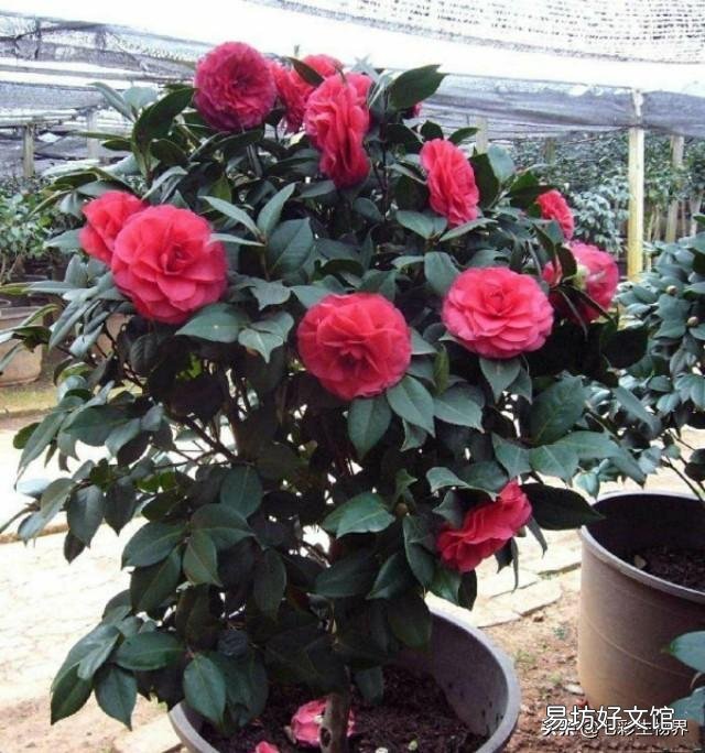茶花换盆不用山土能活吗?