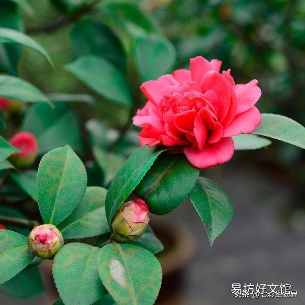 茶花换盆不用山土能活吗?